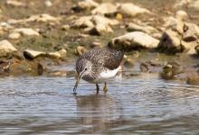 Green Sandpiper DM1074