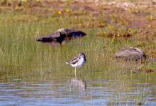 Greenshank DM1061