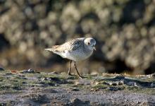 Grey Plover DM1106