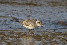 Grey Plover DM1670