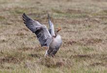 Greylag Goose DM1671