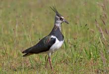 Lapwing DM1675