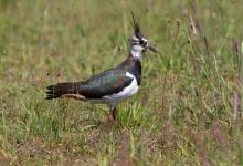 Lapwing DM1676