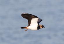 Lapwing in Flight  DM1682