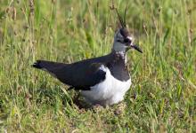 Lapwing on Nest  DM1684