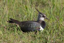 Lapwing on Nest  DM1685