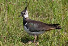 Lapwing on Nest DM1686