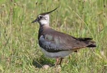 Lapwing on Nest DM1687