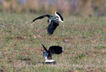 Lapwings Fighting DM1688