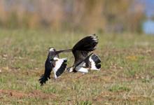 Lapwings Fighting DM1689