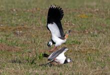 Lapwings Fighting DM1690