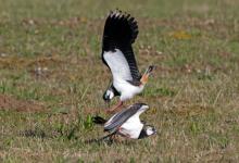 Lapwings Fighting DM1690