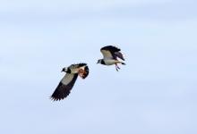 Lapwings in Flight DM1683