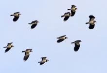 Lapwings in Flight DM1691