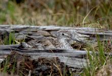 Nesting  Greenshank DM1060