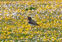 Oystercatcher in the Machair Flowers DM1080