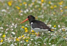 Oystercatcher in the Machair Flowers DM1081