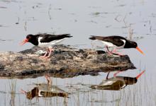 Pair of Oystercatchers DM1084