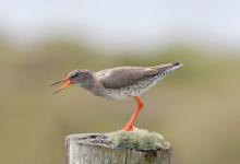 Redshank Calling on a Post DM1089