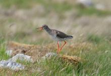 Redshank Calling on the Ground DM1090