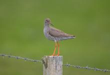 Redshank DM10193