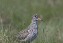 Redshank DM1088