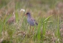 Redshank on the Ground DM1091