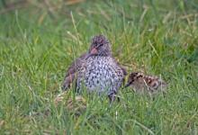 Redshank with Chick DM1092