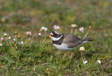 Ringed Plover  DM0195