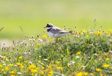 Ringed Plover DM1087