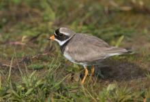 Ringed Plover DM1094