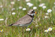 Ringed Plover DM1096