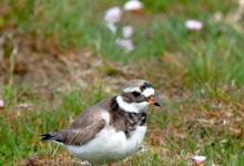 Ringed Plover DM1097