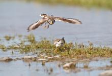 Ringed Plovers DM1085