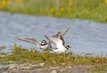 Ringed Plovers DM1086