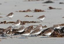 Sanderling DM1098