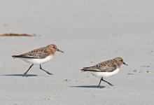 Sanderling DM1099