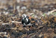 Turnstone in Summer pSumage DM1105