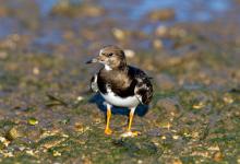 Turnstone in Winter Plumage DM1104