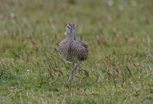 Whimbrel  DM1693