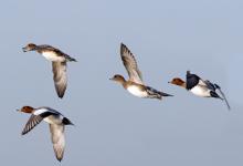 Widgeon in Flight DM1742