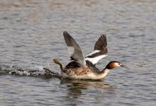   Great Crested Greb  DM1701