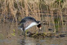   Great Crested Greb DM1700