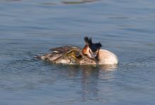   Great Crested Grebe DM1702