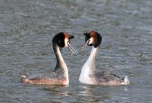   Great Crested Grebs  DM1707
