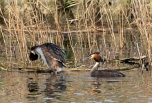   Great Crested Grebs DM1703