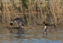   Great Crested Grebs DM1705