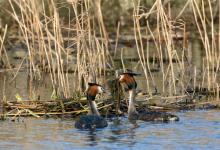   Great Crested Grebs DM1706