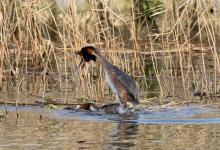   Great Crested Grebs DM1709