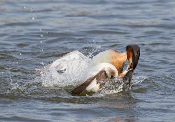 Water Birds